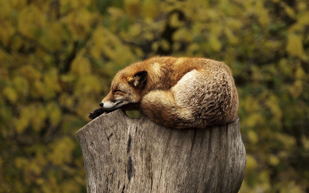 Free little fox sleeping on log