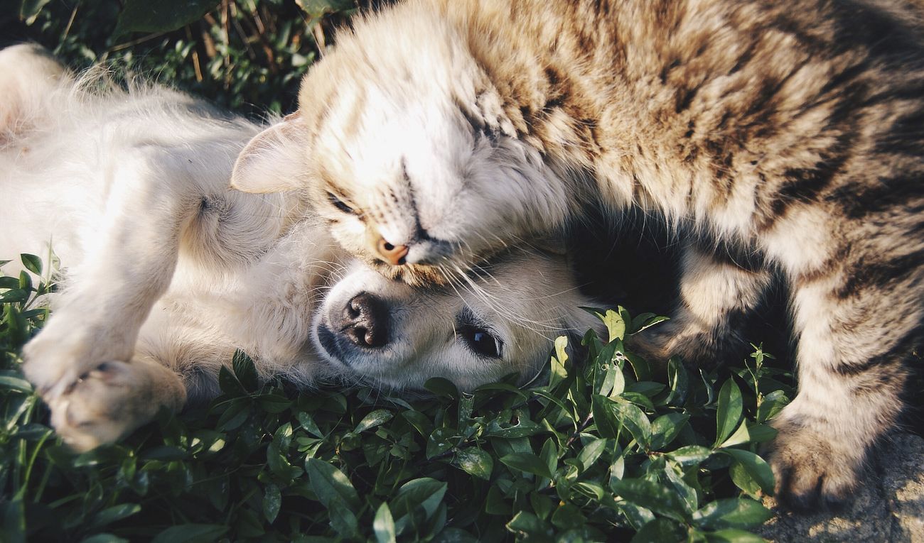 A long-haired cat snuggling up to a dog