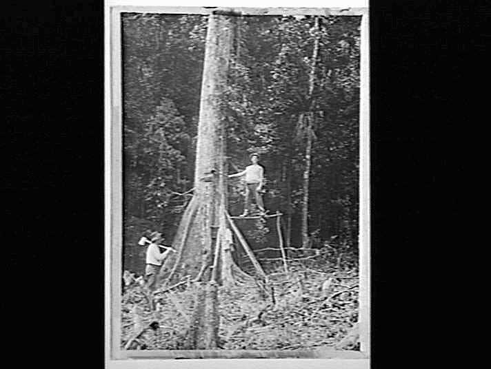 Glass Positive - Tree Felling, by A.J. Campbell, Queensland, circa 1900