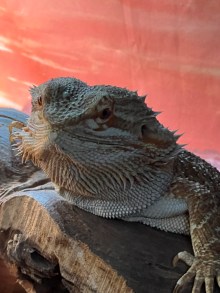 Bearded Dragons Are the Perfect Pet…Change My Mind!
