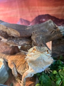 My Interview with my Bearded Dragon Sandy, Noted TV Critic