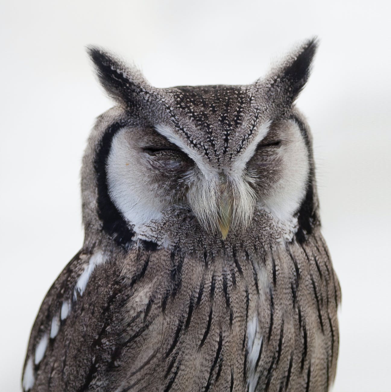 Aspiring To Be A Wise Old Owl