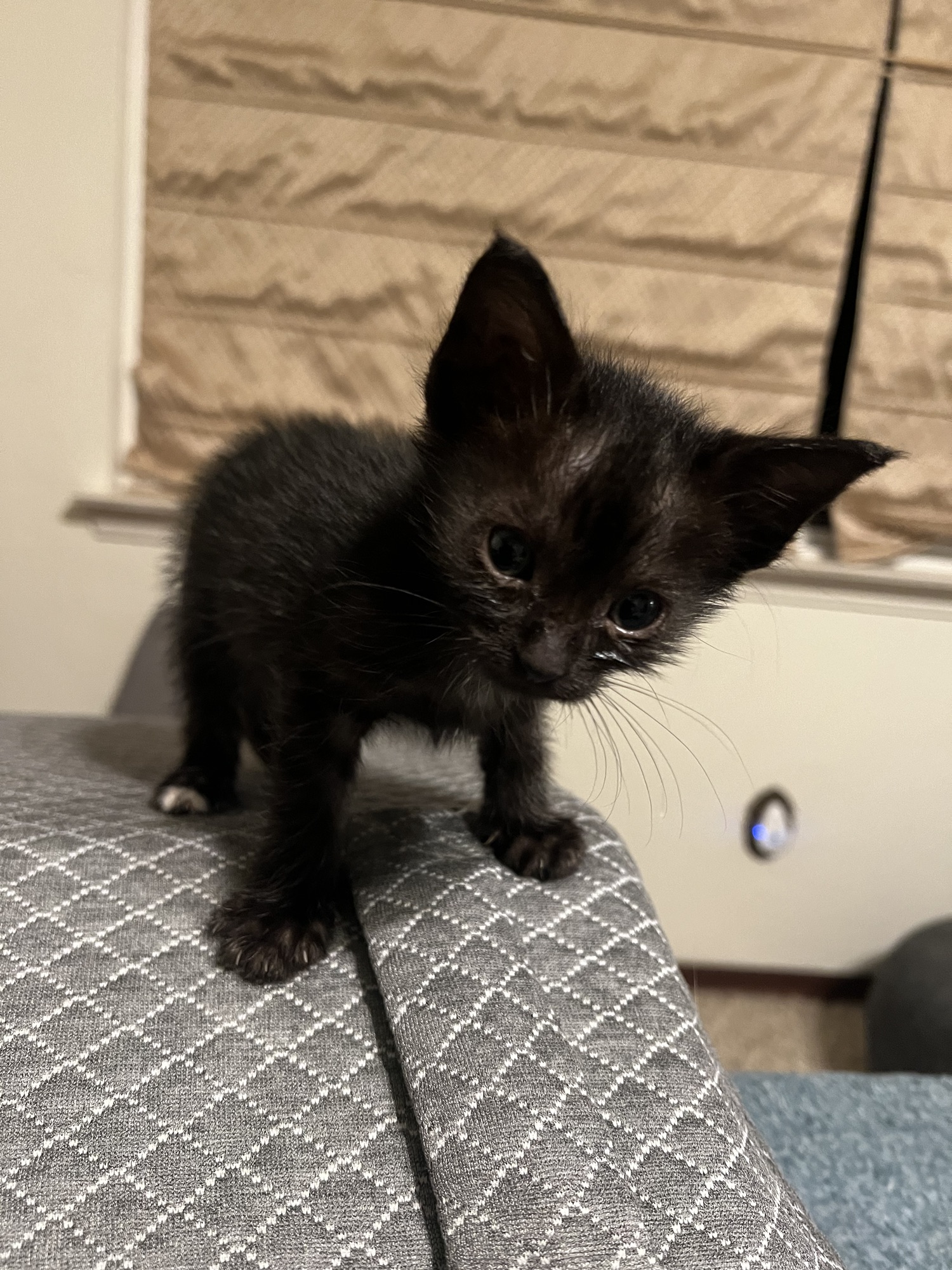 The Return of Tip-Toe