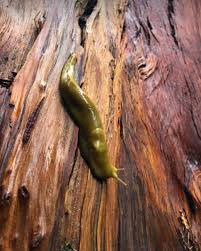An Ode to My Banana Slug