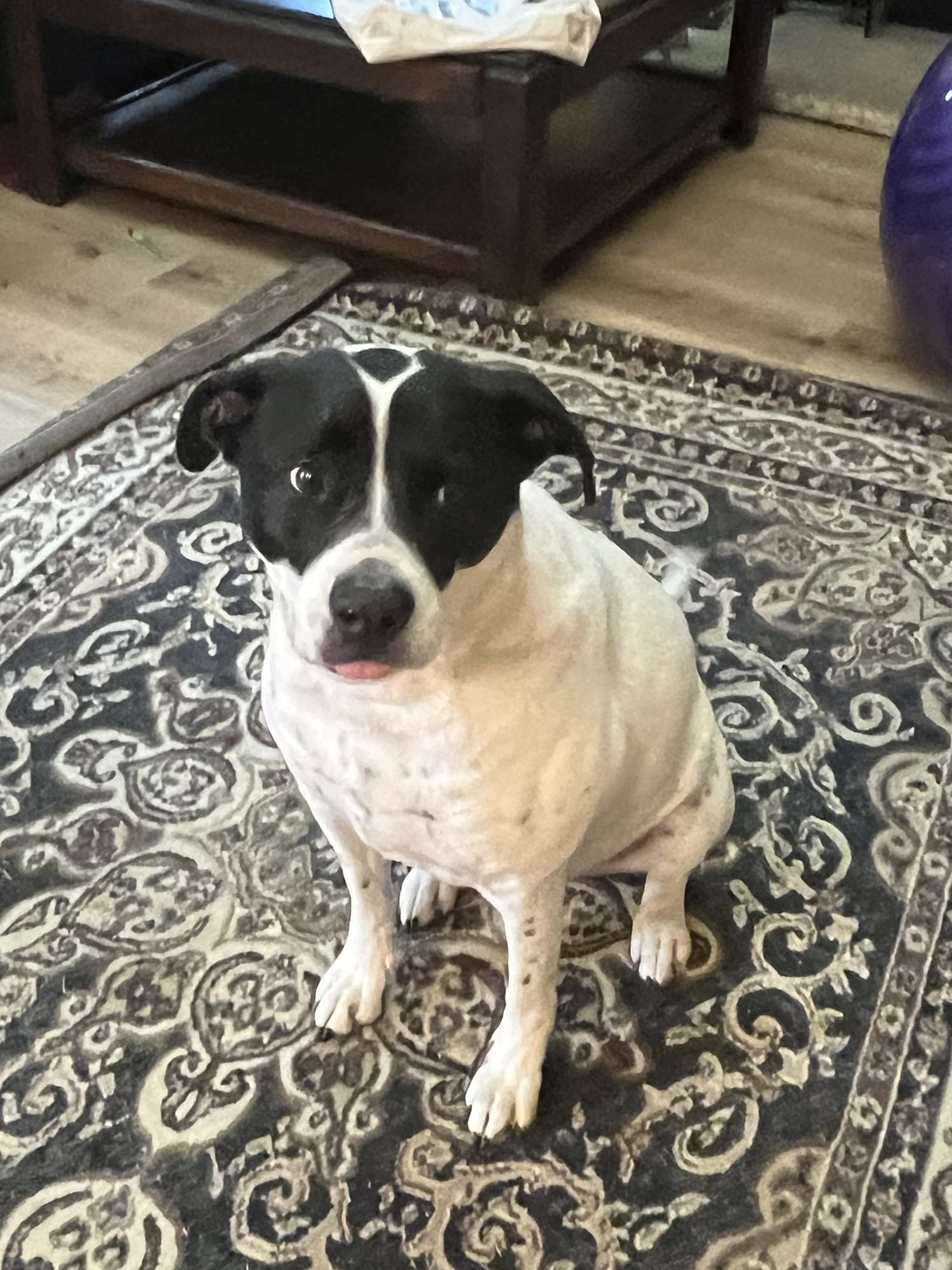 Panda’s Three Wishes